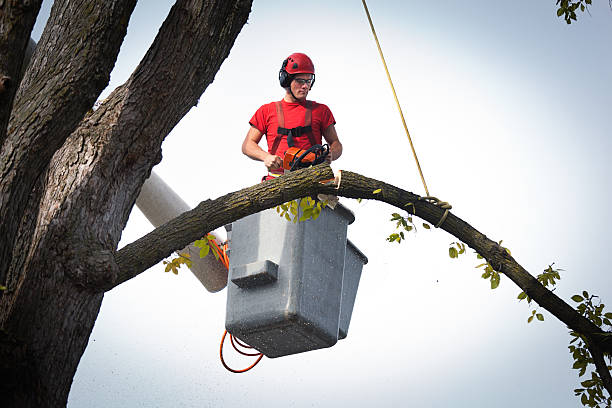 Tree Removal for Businesses in East Dublin, GA